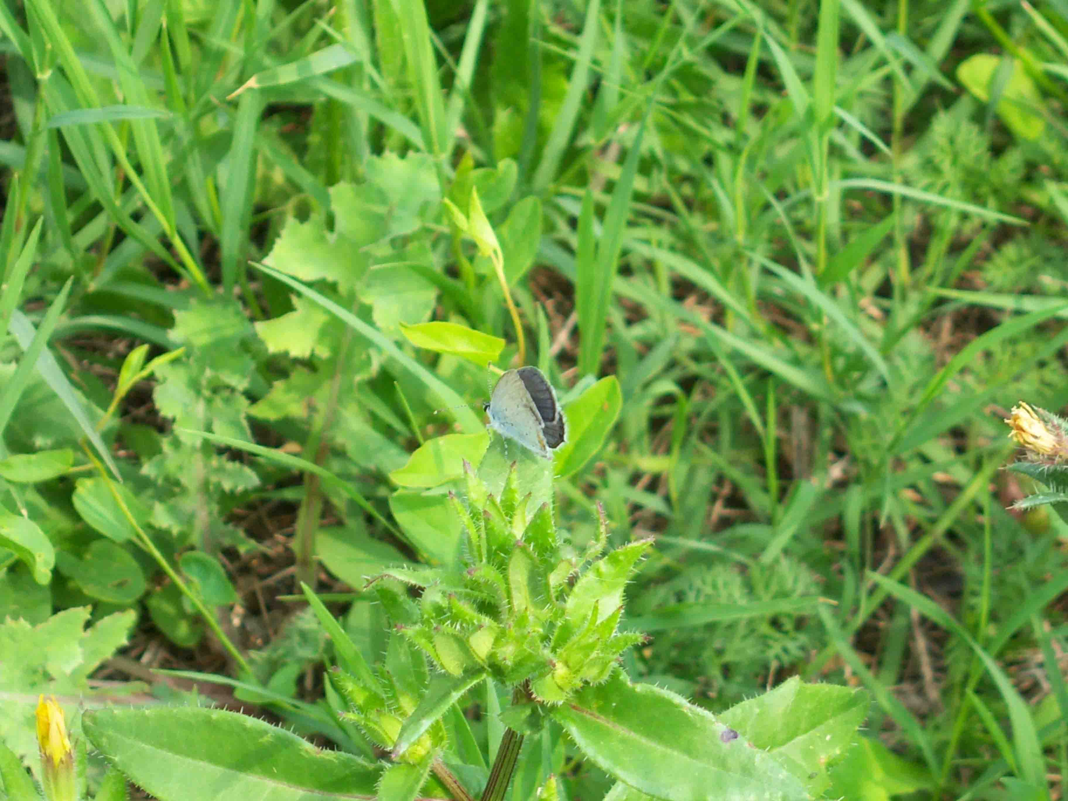 identificazione farfalla